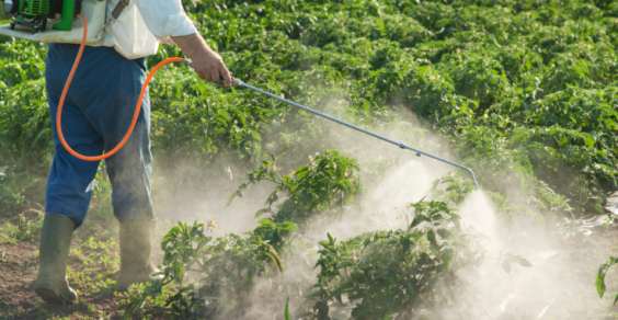 Agrifood: riduzione dei pesticidi per una strategia sostenibile