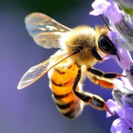 Monitoraggio integrato dell’aria con le api