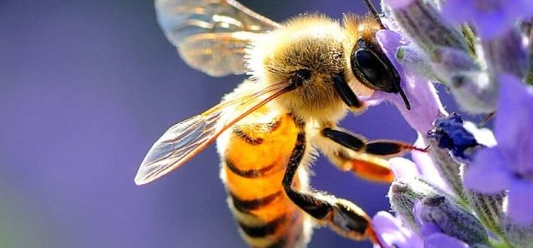 Monitoraggio integrato dell’aria con le api